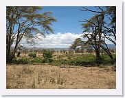 07IntoNgorongoro - 111 * The Lerai Forest is losing its Acacia trees to disease and the elephants knock down the young trees before they can get established.